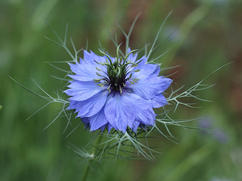 love in a mist 6540738 960 720